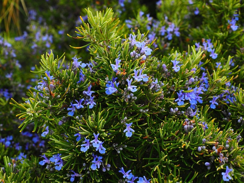Herbal medicine